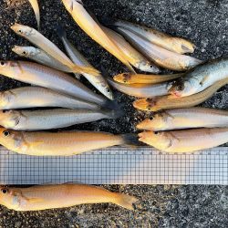 いつまでキスは釣れるかな?ついに落ちギス来るか。